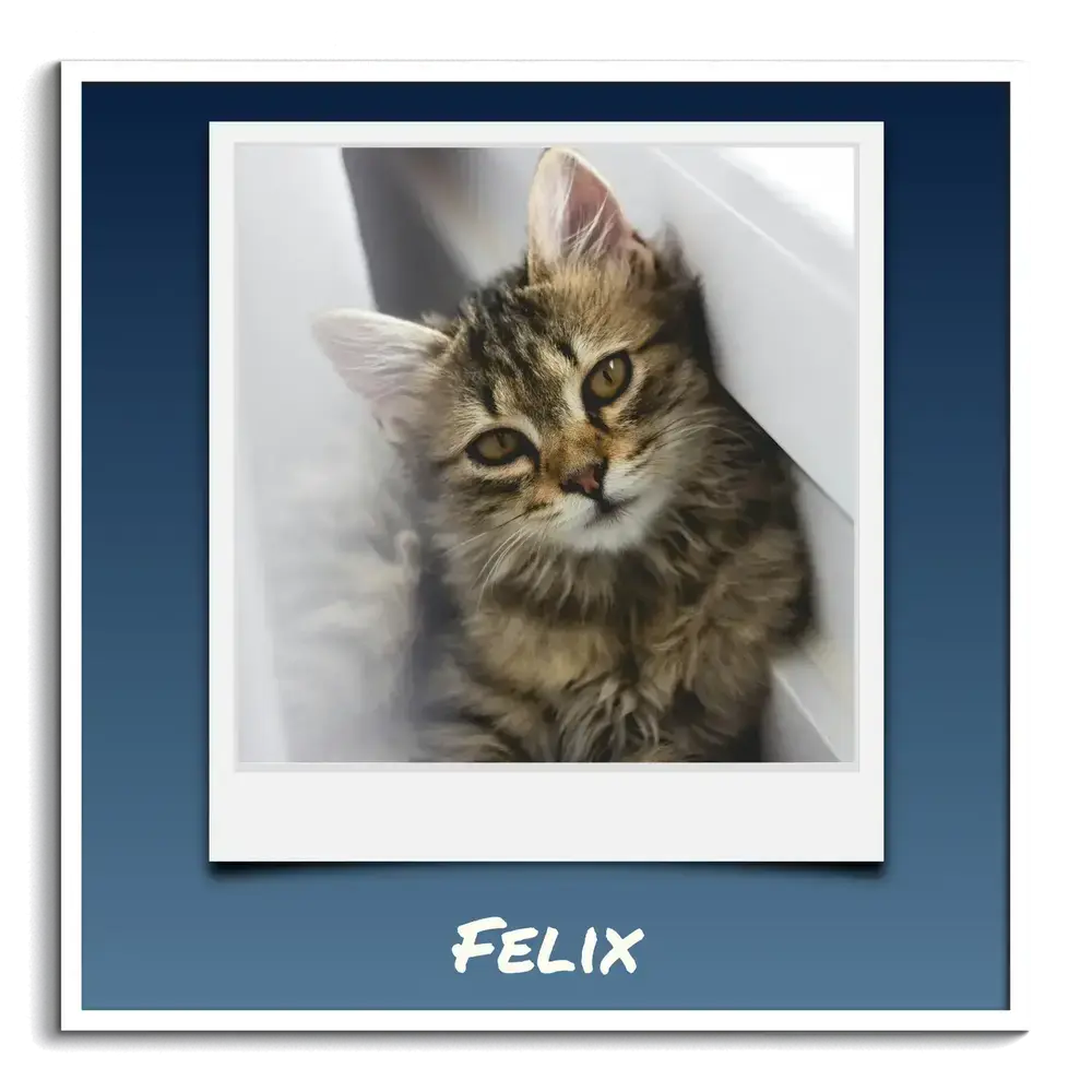 Quadratisches Katzenposter mit Kätzchen im Polaroid-Stil und individuellem Namen auf Blau, im weißen Rahmen