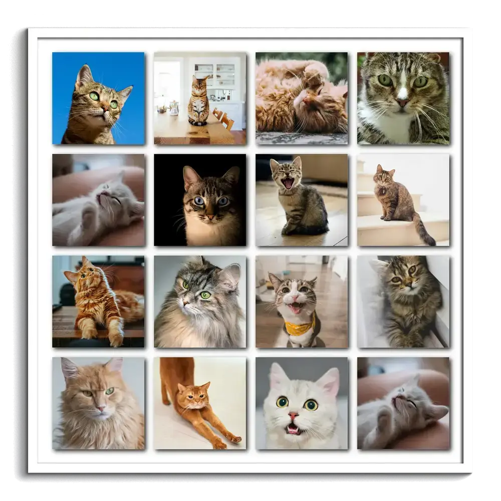 Weiß gerahmte Fotocollage aus 16 Katzenfotos im gleichmäßigen Raster mit Schatten auf weißem Hintergrund