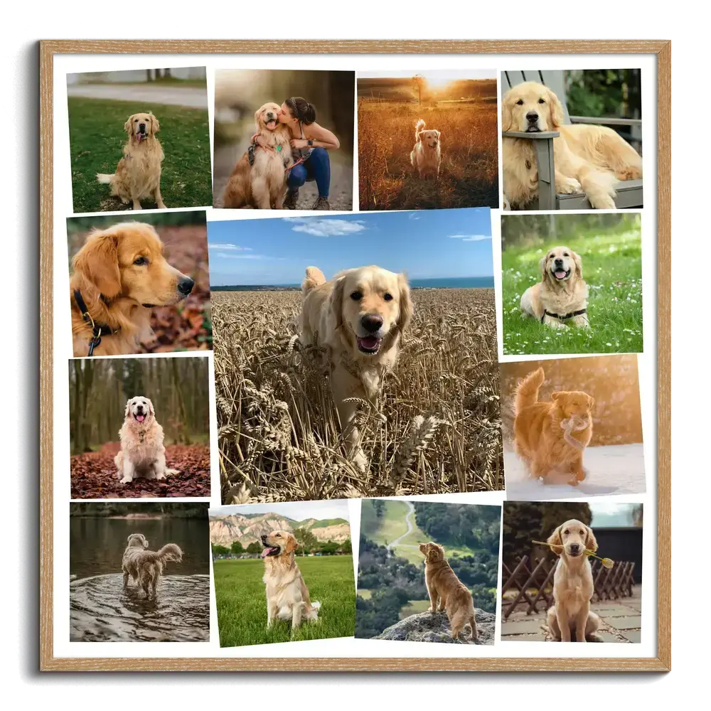 Golden-Retriever-Fotocollage im Naturholzrahmen mit großem Foto im Kornfeld, umgeben von kleineren Hundebildern