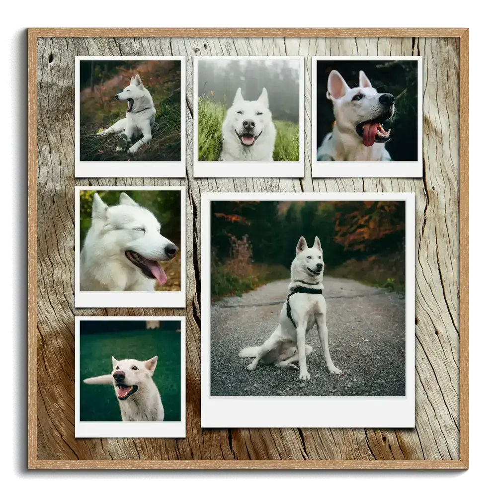 Hunde-Fotocollage im Holzrahmen mit sechs Polaroids eines weißen Schäferhunds auf Hintergrund in Holzoptik