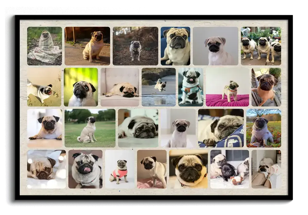 Mops-Fotocollage im schwarzen Rahmen mit vielen Fotos, abgerundeten Bildecken und hellem Hintergrund in Papieroptik