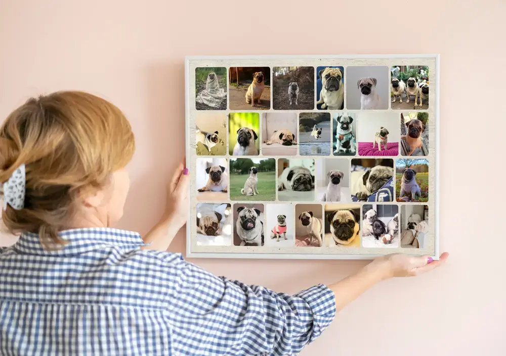 Hunde-Fotocollage mit vielen Mopsfotos und abgerundeten Bildecken im weißen Rahmen an einer rosafarbenen Wand