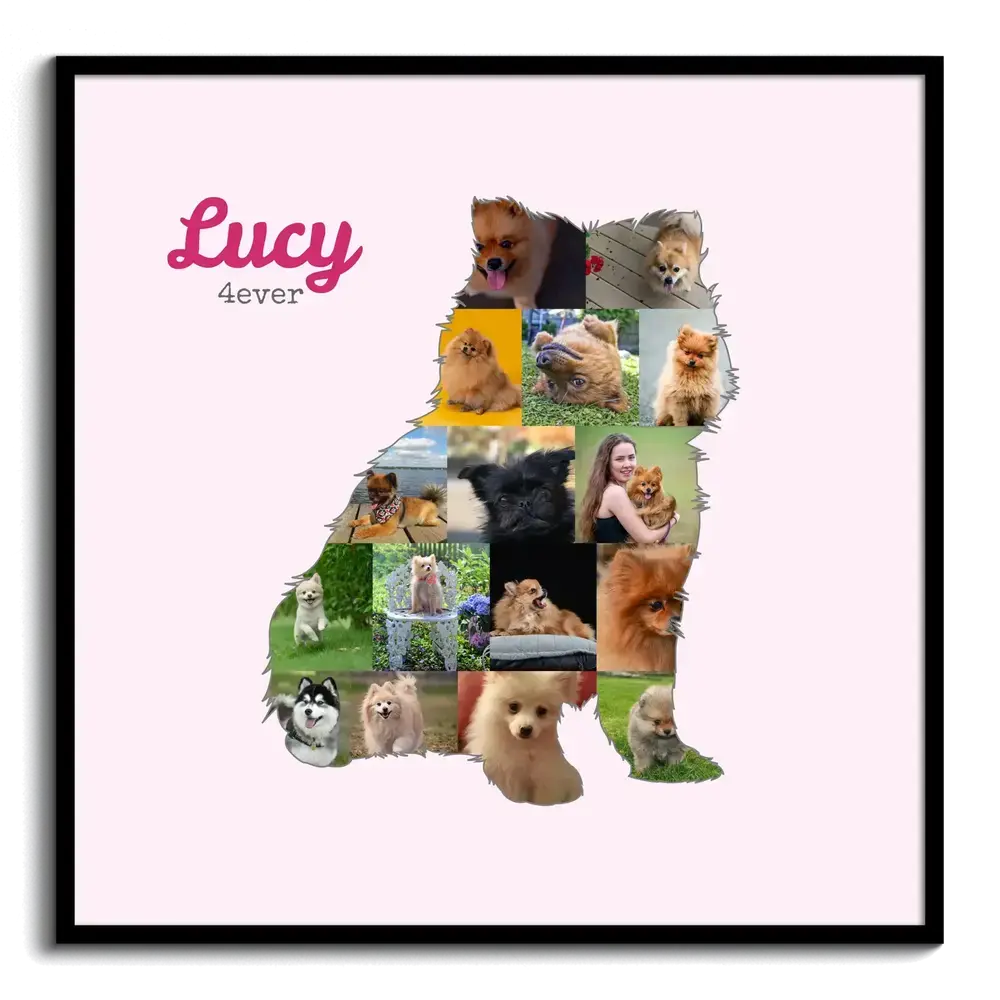 Fotocollage als sitzender Pomeranian mit Namen auf Rosa, im schwarzen Rahmen