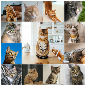 Katzen-Fotocollage jetzt gestalten - z.B. Herz auf 4 Pfoten, mit deinem Text
