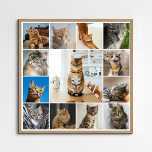 Katzen-Fotocollage jetzt gestalten - z.B. Herz auf 4 Pfoten, mit deinem Text