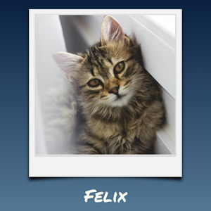 Katzen-Polaroid-Collage erstellen – mit Namen & Text deiner Katze personalisieren