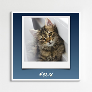 Katzen-Polaroid-Collage erstellen – mit Namen & Text deiner Katze personalisieren