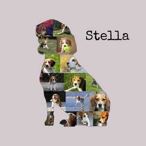 Hunde-Fotocollage "Beagle" erstellen. Eigene Fotos, Namen und Texte.