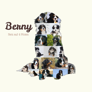 Hunde-Fotocollage "Berner Sennenhund" erstellen. Eigene Fotos, Namen und Texte.