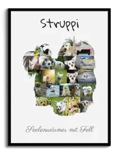 Hunde-Fotocollage "Havaneser" erstellen. Eigene Fotos, Namen und Texte.