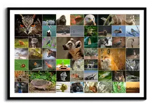 Wildtier-Fotocollage mit Eule, Fuchs und Igel im abwechslungsreichen Raster, querformatig im schwarzen Rahmen