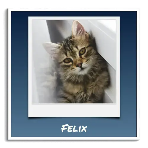 Polaroid-Collage mit Katzenfotos und Namen
