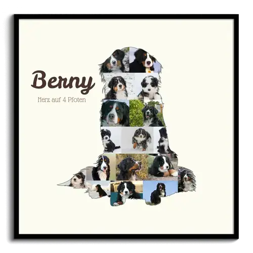 Hunde-Fotocollage "Berner Sennenhund" erstellen. Eigene Fotos, Namen und Texte.