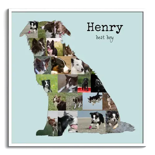 Hunde-Fotocollage "Border Collie" erstellen. Eigene Fotos, Namen und Texte.