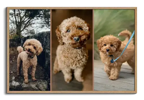 Hundefoto-Collage Herz, 3 Szenen, Polaroid