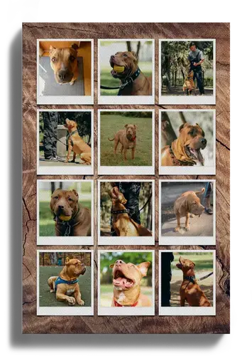 Hundefoto-Collage Herz, 3 Szenen, Polaroid