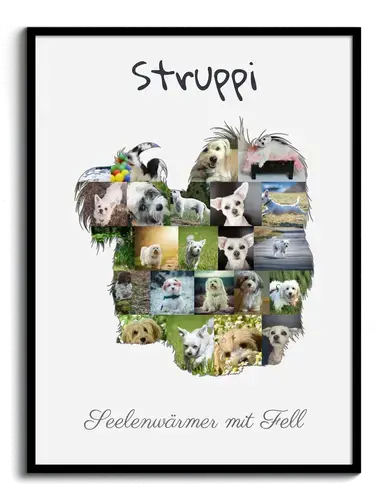 Hunde-Fotocollage "Havaneser" erstellen. Eigene Fotos, Namen und Texte.