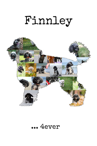 Hunde-Fotocollage "Zwergpudel" erstellen. Eigene Fotos, Namen und Texte.