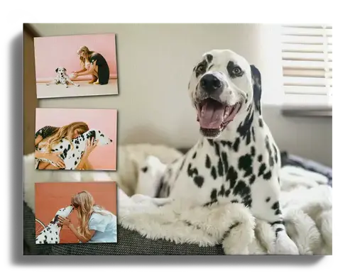 Fotocollage mit Lieblingsbild als Hintergrund mit Hundebildern