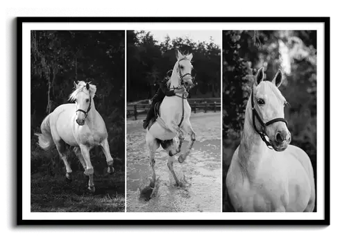 Gedenkposter Pferd mit Foto, Name und Lebensdaten