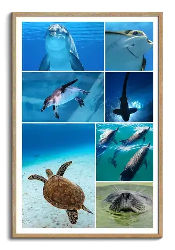 Unterwasserwelt Tierfotografie Collage Druck