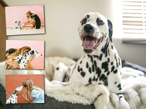 Fotocollage mit Lieblingsbild als Hintergrund mit Hundebildern