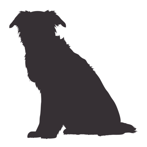 Hundesilhouette Border Collie sitzend