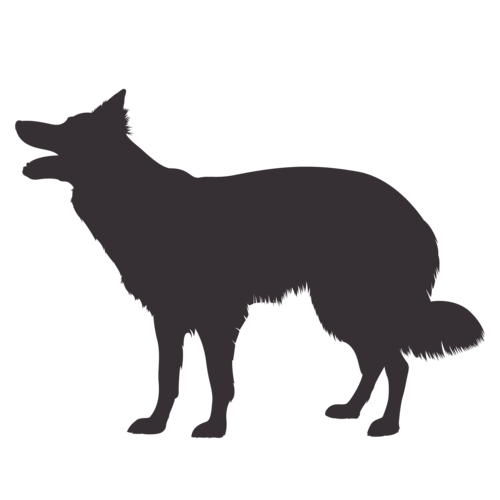 Hundesilhouette Border Collie stehend