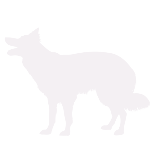 Hundesilhouette Border Collie stehend