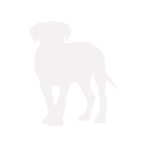 Hundesilhouette Cane Corso stehend