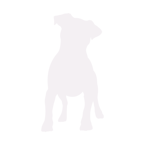 Hundesilhouette Jack Russell Terrier stehend