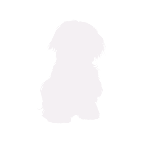 Hundesilhouette Malteser sitzend