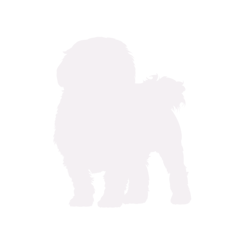 Hundesilhouette Malteser stehend