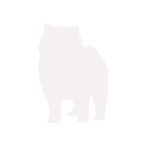 Hundesilhouette Pomeranian stehend