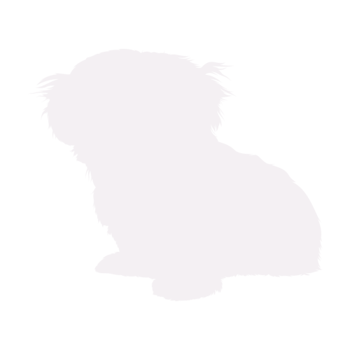 Hundesilhouette Shih Tzu sitzend