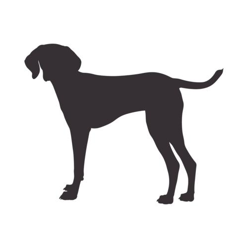 Hundesilhouette Magyar Vizsla stehend