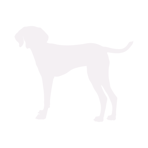 Hundesilhouette Magyar Vizsla stehend
